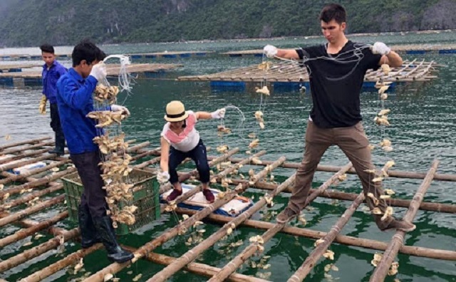 Hàu giống cần được mua tại những cơ sở uy tín, chất lượng