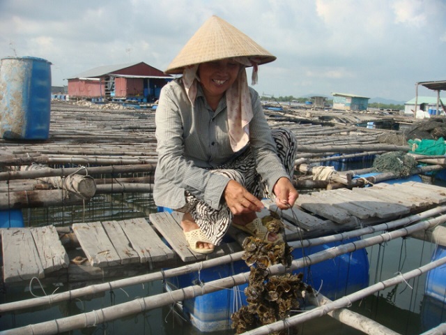 Môi trường nuôi hàu cần được chú ý thu gom tạp chất, rác thải định kỳ