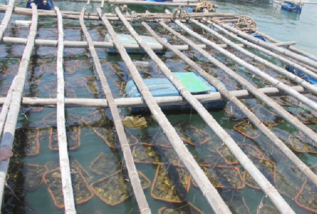 Thông thường hàu sẽ được nuôi bằng giàn bè ở cửa sông