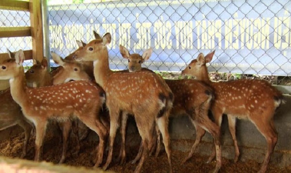 Kỹ thuật nuôi hươu cần đặc biệt quan tâm đến vấn đề vệ sinh chuồng trại
