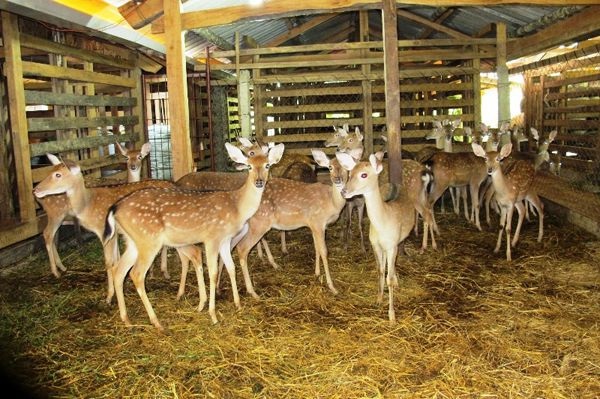 Nơi làm chuồng nuôi hươu nên là nơi khô ráo, thoáng mát và ít tiếng ồn