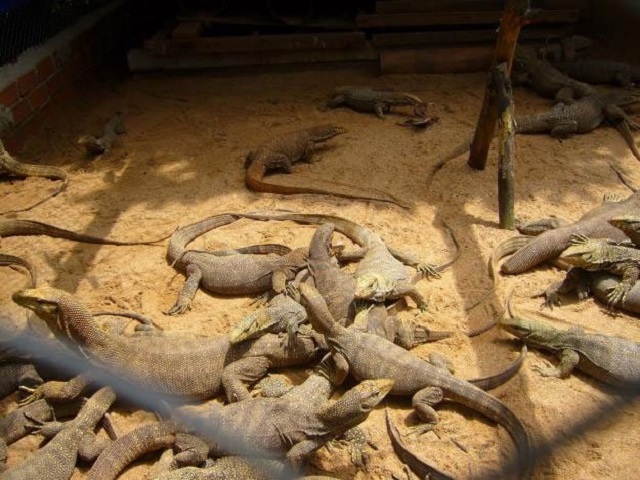 Nuôi kỳ đà là nguồn thu nhập “khủng” nếu áp đụng dúng kỹ thuật