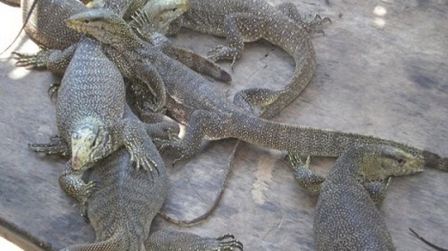 Chuồng nuôi kỳ đà nên để không mái ở khoảng sân vì chúng là loài lưỡng cư ưa nắng nóng