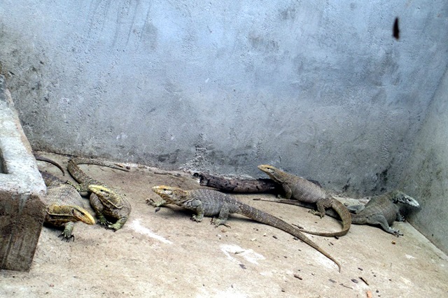 Kỳ đà yêu thích những loại thức ăn như sâu bọ, côn trùng