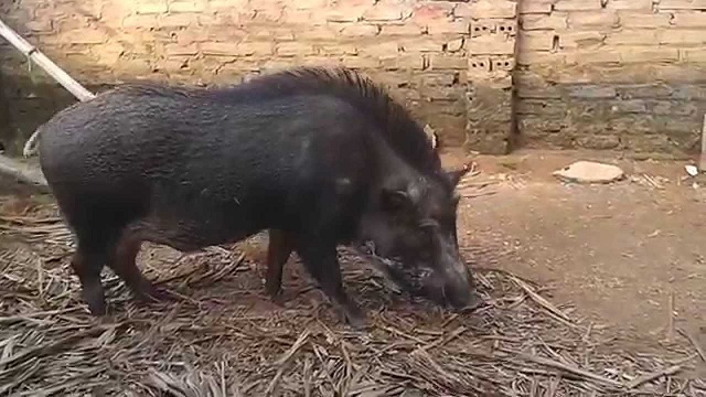 Lợn rừng nái phải không có các dấu hiệu khuyết tật