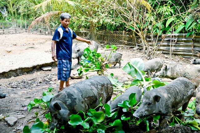 Lợn rừng khá dễ ăn nên thức ăn cho chúng rất phong phú