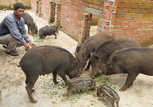 Chuồng nuôi lợn rừng cần được vệ sinh định kỳ, tẩy uế thường xuyên