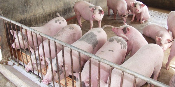 Thức ăn cho heo thịt cần được sàng lọc kỹ lưỡng và không thay đổi đột ngột thành phần