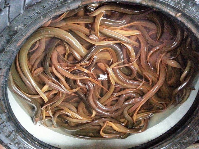 Bệnh sốt nóng là một trong những bệnh lươn dễ gặp phải nhất