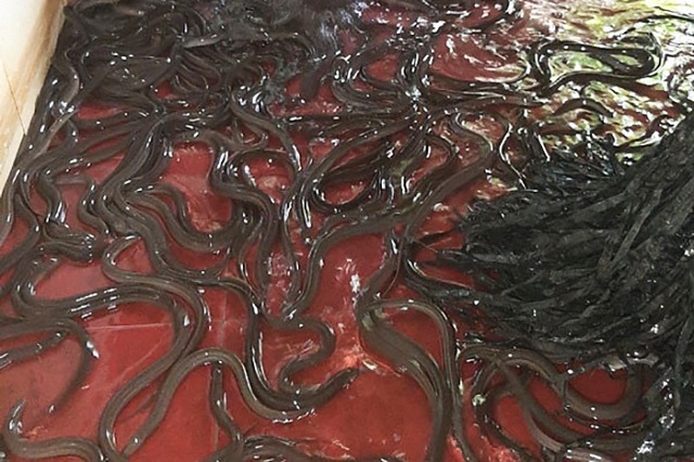 Lươn mắc bệnh tuyến trùng không điều trị kịp thời dễ chết