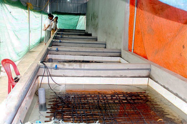 Bạn có thể bố trí đòn gác ngang trên thành bể bằng dây ni lông