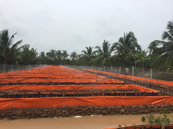 Nuôi lươn bằng bể lót bạt cần sử dụng thêm cọc bằng tre hoặc gỗ