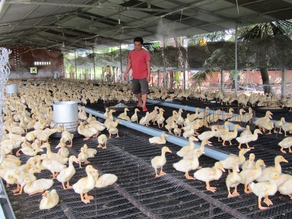 Nuôi ngan cần phải trang bị khu vực quây ngan để làm nơi cho ngan ăn uống, vận động