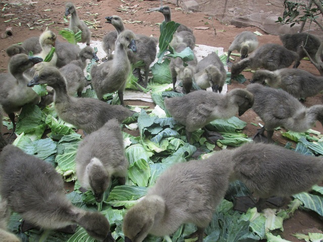 Thức ăn chủ yếu của ngỗng sẽ là rau xanh kết hợp với cám, ngô hay gạo