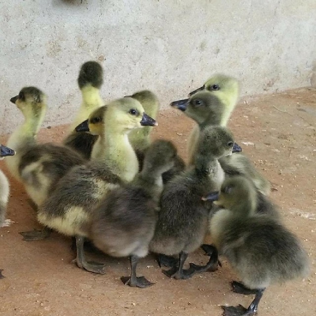 Việc lựa chọn giống ngỗng quyết định đến năng suất khi thu hoạch