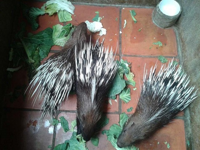 Nhím là loại ăn tạp nên ngoài rau thì chúng có thể ăn được nhiều loại thức ăn khác