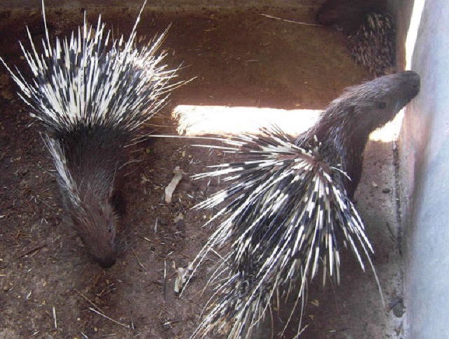 Khu chuồng nuôi nhím cần được xây dựng theo kích thước tiêu chuẩn đủ đề nhím sinh trưởng - phát triển