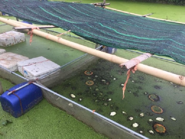 Điều đầu tiên khi nuôi ốc đồng đó là chuẩn bị ao nuôi