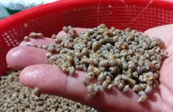 Khi chọn ốc hương giống bạn nên tìm đến những cơ sở uy tín