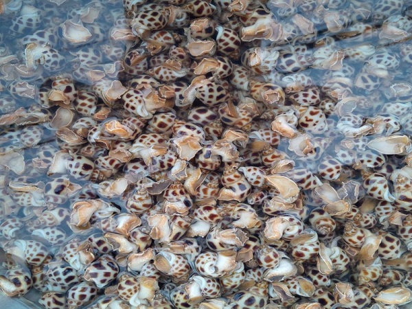 Ốc hương là loại thủy sản mang lại nguồn thu nhập cao cho người nuôi