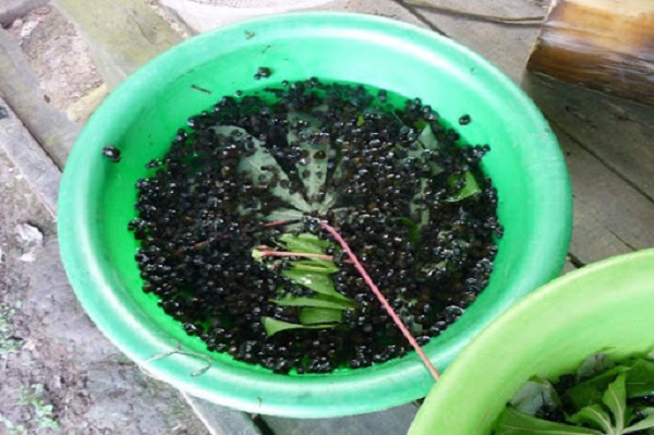 Ốc lác giống cần chọn những con đồng đều nhau, đảm bảo chất lương