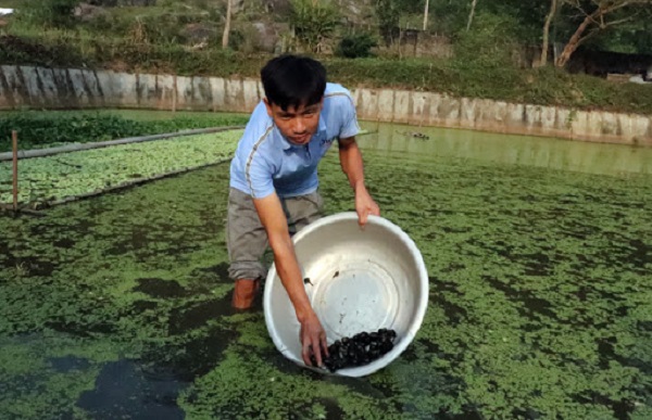 Thức ăn cho ốc nhồi chủ yếu là bèo, ngũ cốc và rau xanh