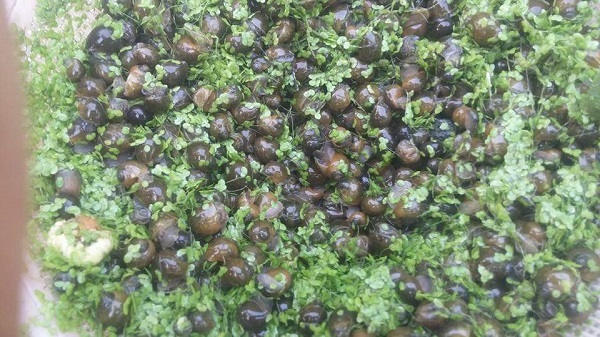 Ốc nhồi thường được thu hoạch vào buổi sáng