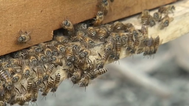 Ong sinh trưởng tốt khi người nuôi điều chỉnh nhiệt độ môi trường phù hợp