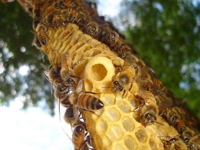 Có nhiều phương pháp để tạo ra ong chúa