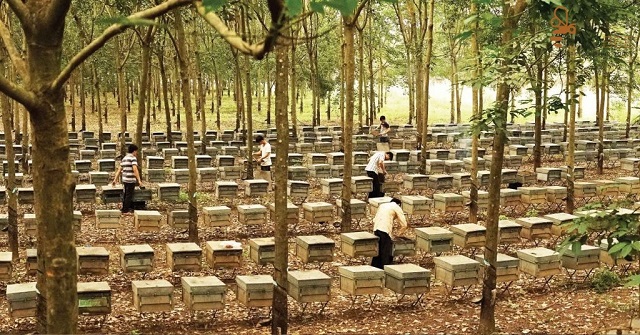 Ong thường được nuôi trong các thùng vuông vì dễ kiểm soát và chăm sóc