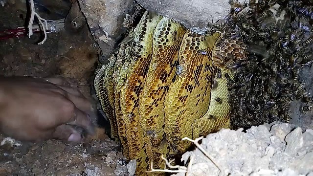 Ong mật có thể được nuôi trong các hốc đá giống như ong trong tự nhiên