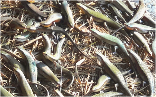 Rắn mối là một loại ăn tạp có thể ăn đa dạng nguồn thực phẩm