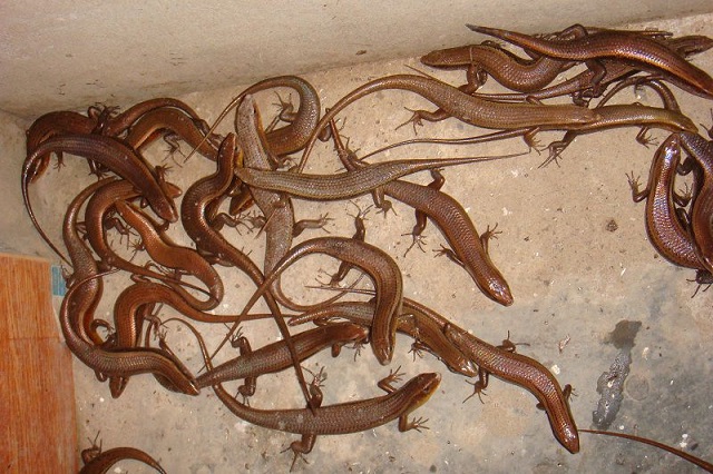 Bạn nên cho rắn mối ăn vào buổi sáng để thuận tiện cho việc tiêu hóa thức ăn