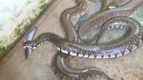 Rắn ri voi rất thích ăn những loại động vật tươi sống như cá, ếch, nhái, nòng nọc…