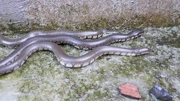 Rắn ri voi nếu bị bệnh cần được nhốt riêng sang chuồng khác để điều trị