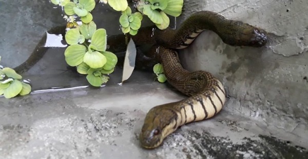 Rắn ri voi nên chọn con giống cứ 1kg khoảng 50 con có kích thước tương đối đồng đều là được