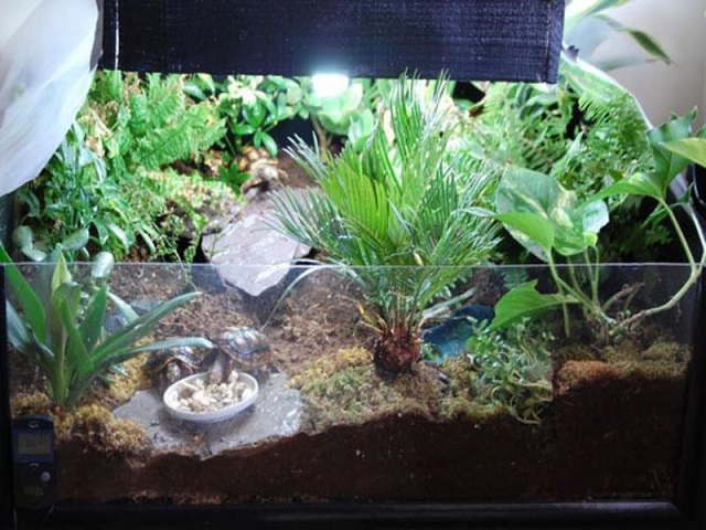 Nguồn nước làm môi trường sống cho rùa cần đảm bảo sạch, không chứa hóa chất