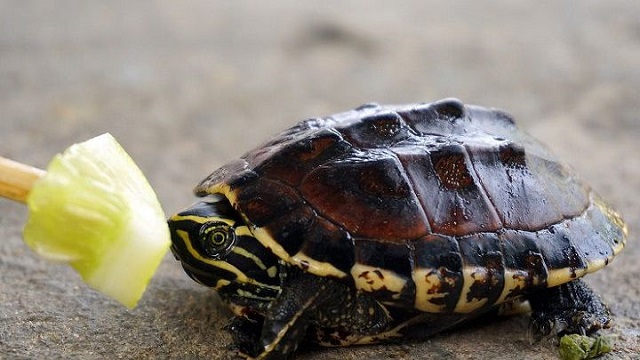 Thức ăn cho rùa khá đa dạng vì chúng là loài ăn tạp