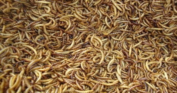 Việc nuôi sâu gạo nhỏ không quá phức tạp nên ai cũng có thể thực hiện được