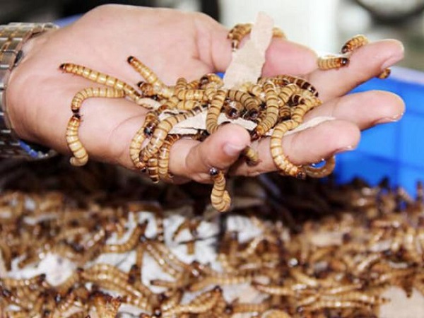 Sâu gạo nhỏ nếu được nuôi trong môi trường thích hợp có thể sống từ 6 - 7 tháng