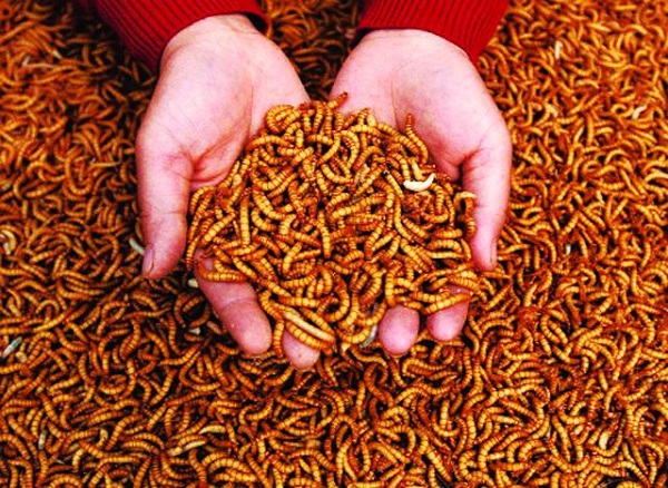 Nuôi sâu gạo không thể bào thiếu đi những chiếc khay nhựa