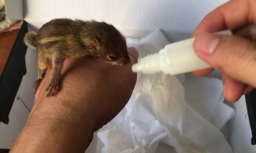 Với sóc con, để cho chúng uống sữa bạn cần có bình sữa