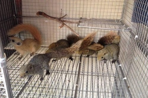 Việc sưởi ấm cho sóc con đóng vai trò rất quan trọng đối với sức khỏe của chúng