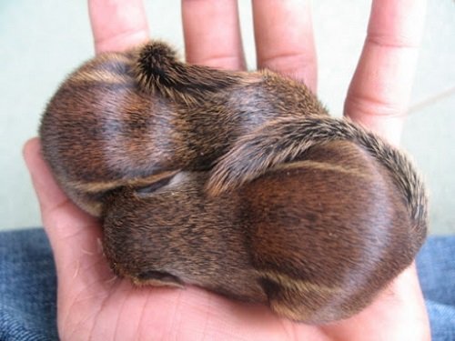 Sóc con trên 60 ngày tuổi có thể ăn rau, trái cây hay các loại hạt