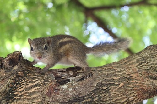 Giai đoạn chăm sóc loại vật nuôi này yêu cầu kỹ thuật cao, tốn khá nhiều thời gian