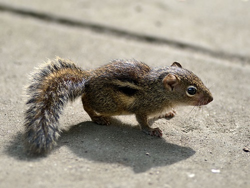 Chuồng nuôi sóc không nên đặt ở những nơi có đông người qua lại