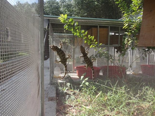 Bạn có thể chuyển bọng tổ tắc kè ra môi trường tự nhiên