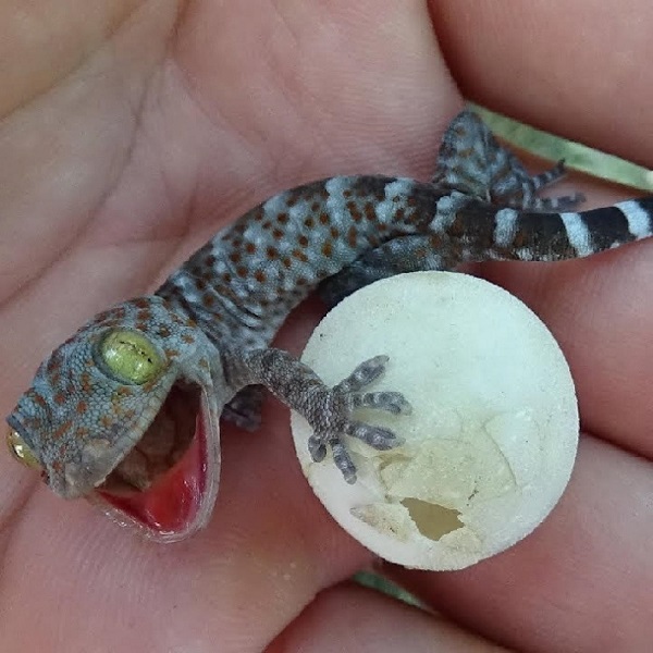 Trong chuồng nuôi tắc kè hoa con nên trang bị thêm những món đồ có thể giữ ấm