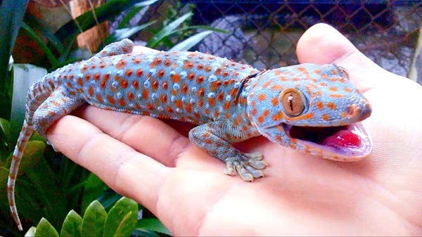 Chuồng nuôi tắc kè hoa cần đáp ứng đầy đủ những tiêu chuẩn nhất định