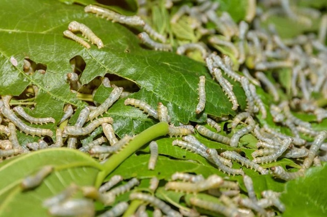 Tằm có thể nuôi vào mùa Xuân, Thu hay Hè đều được